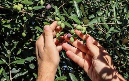 Sorrento: Bezoek met gids aan een olijfmolen met proeverijen