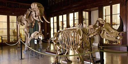 Musée zoologique – Musée des sciences naturelles