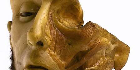 Musée de l'anatomie humaine