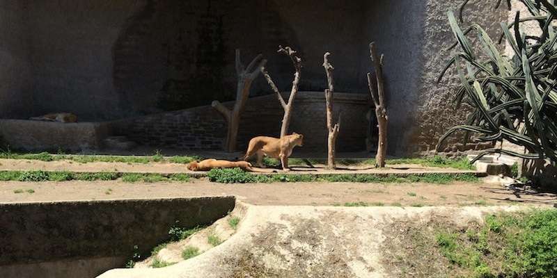 Naples Zoo