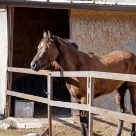 From Pompeii: Mount Vesuvius Horseback Riding Tour