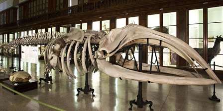 Musée des sciences naturelles