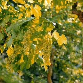 Sorrento: Lemon, Olive Oil and Wine Tasting Tour with Lunch