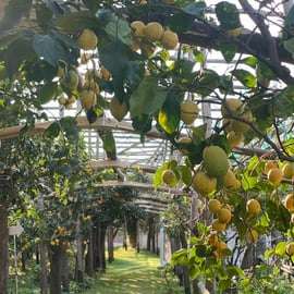 Sorrento: wycieczka po ogrodzie cytrynowym z degustacją marmolady