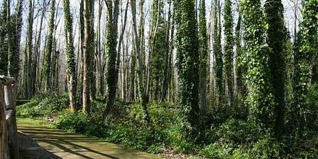 Colline des Camaldoli