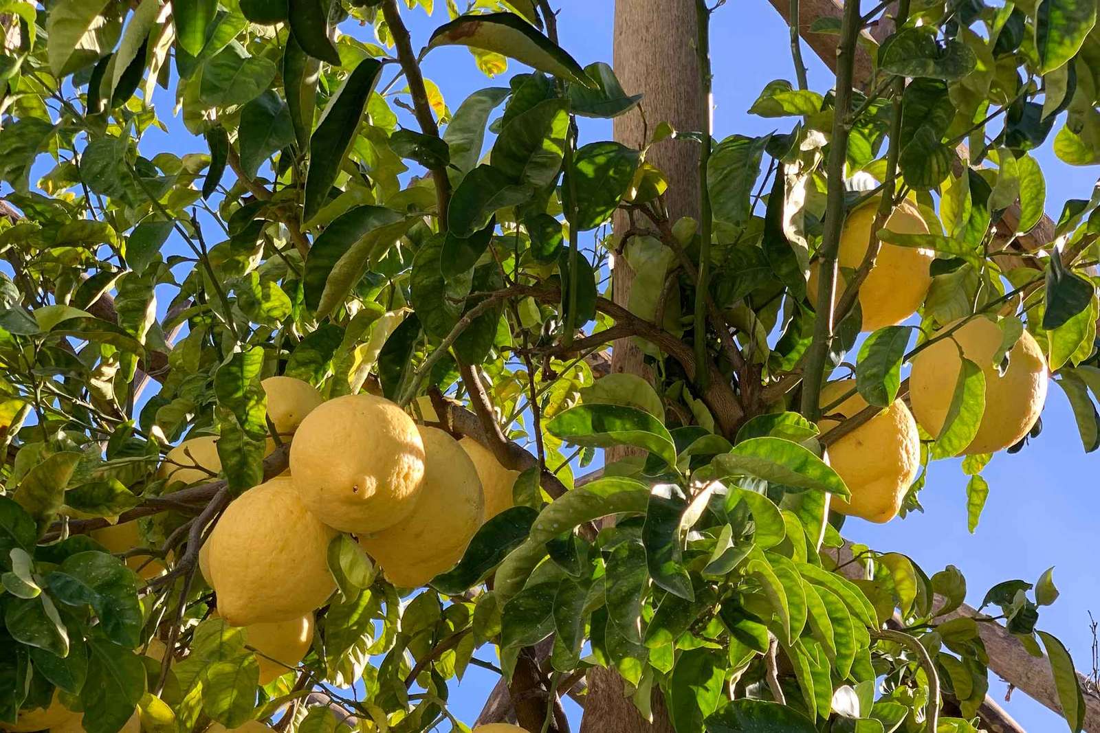 Sorrento: wycieczka po ogrodzie cytrynowym z degustacją marmolady