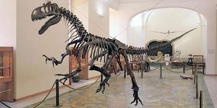 Musée de paléontologie – Musée des sciences naturelles