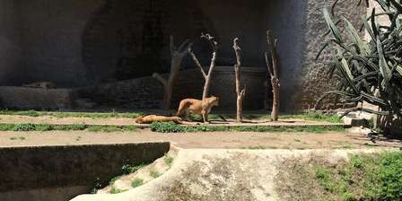 Zoo de Naples