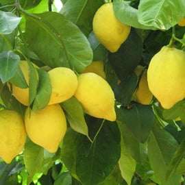 Sorrento: Lemon, Olive Oil and Wine Tasting Tour with Lunch
