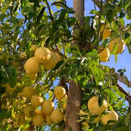Sorrento: wycieczka po ogrodzie cytrynowym z degustacją marmolady